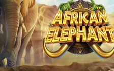 African Elephant